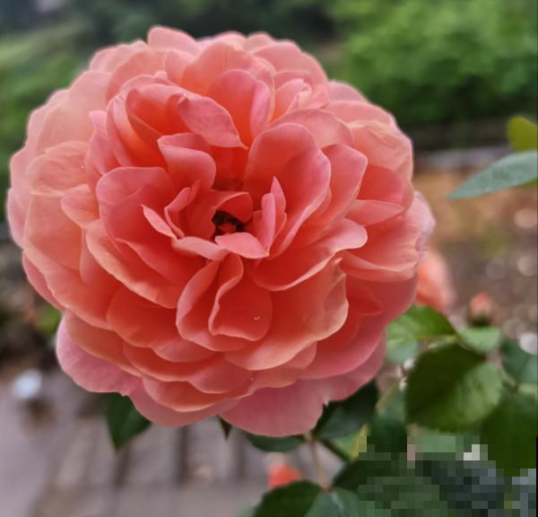 植物中的“变脸怪”,一天的时间就变色,究竟是为啥 植物中的“变脸怪”,一天的时间就变色,究竟是为啥