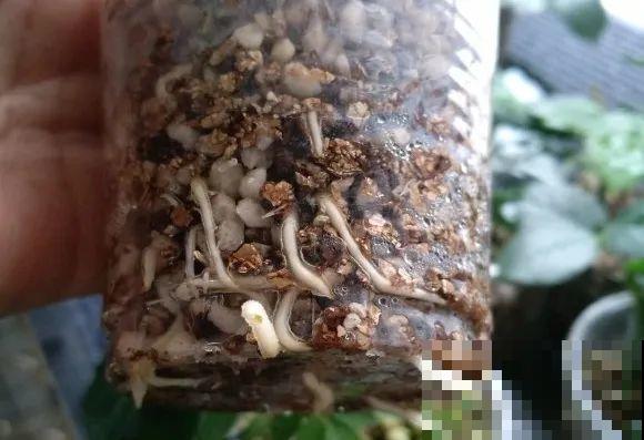 6月份扦插，选好合适的植物品种，沾土、泡水都能活