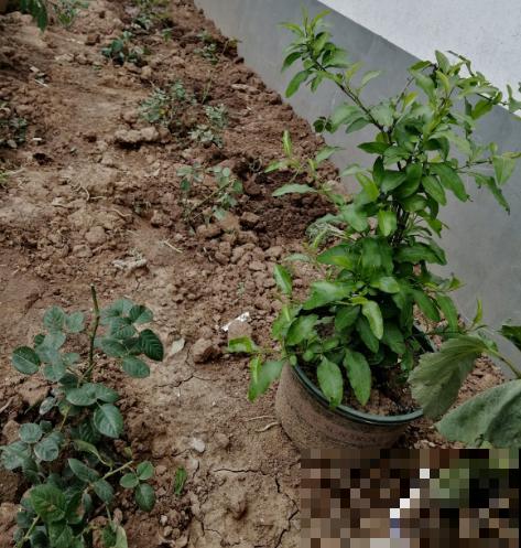 养月季单株不过瘾，简单做好5步，满墙都是月季花