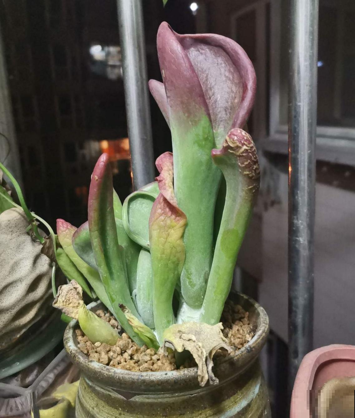 植物也有“肉食性”的，4种食虫植物，养在家里能“灭蚊”