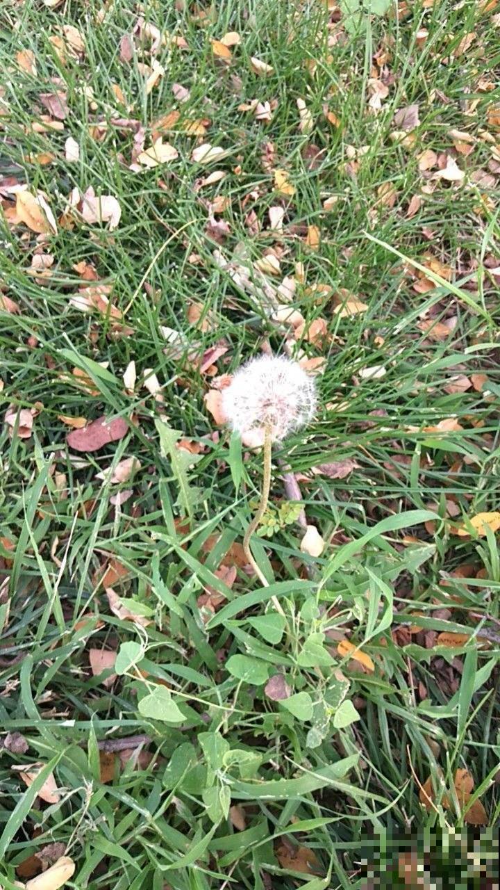 100种常见花,今天终于知道叫什么名了,建议收藏 100种常见花,今天终于知道叫什么名了,建议收藏