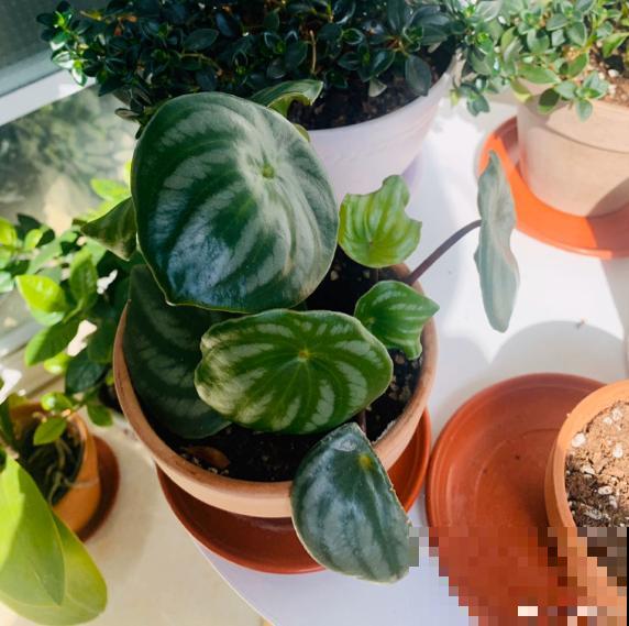 西瓜皮椒草暗淡无光，掌握这5步养护，家里也能赏“西瓜”