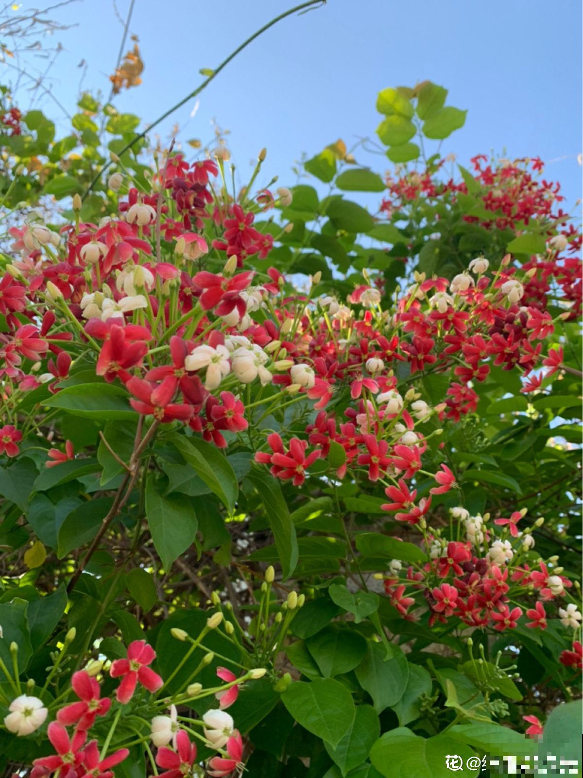 有“商业价值”的植物,绿化带里天天见,不愧是“有颜有市场” 有“商业价值”的植物,绿化带里天天见,不愧是“有颜有市场”