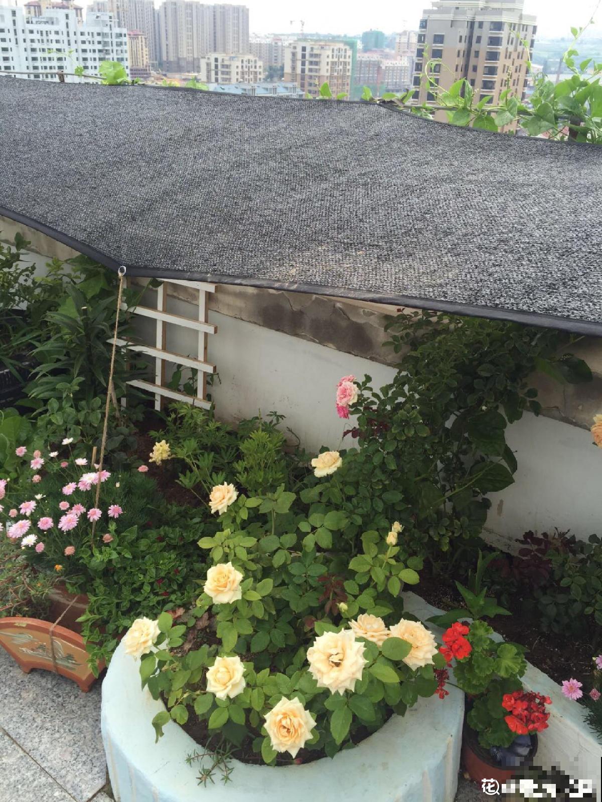 室内明明很凉快，怎么植物还枯萎？做好室内养护，植物安稳过夏天