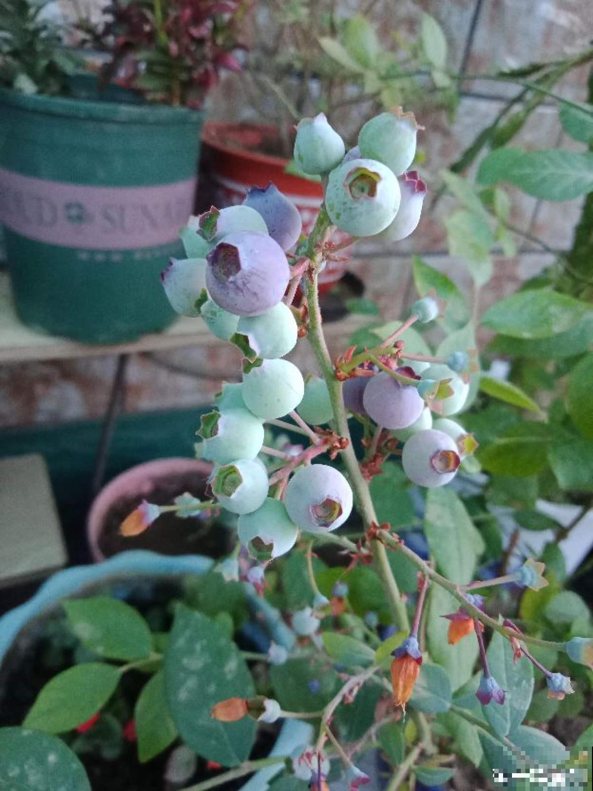 告别超市蓝莓，种一棵盆栽蓝莓，在家也能免费吃