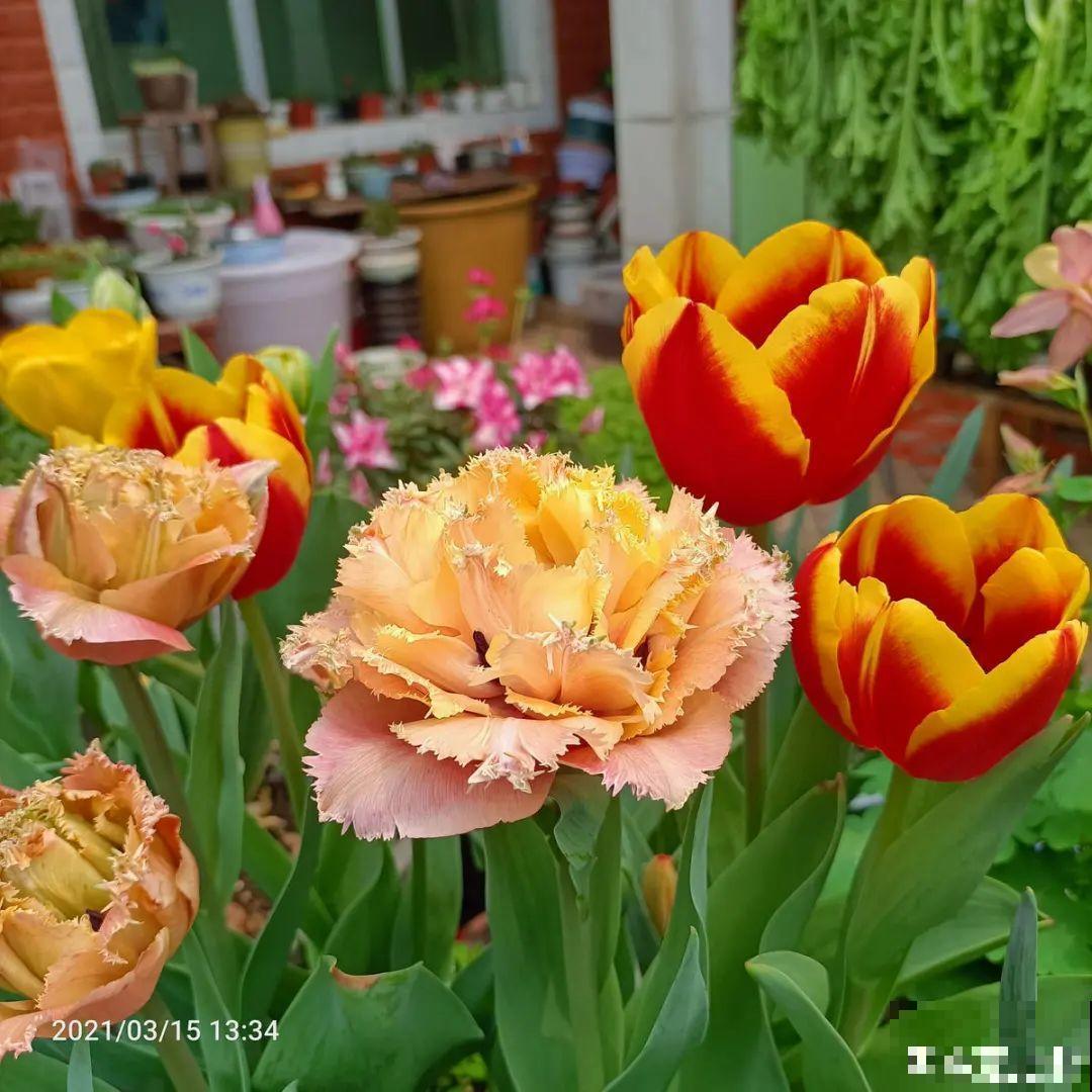 现在适合种11种花，耐寒好养活，呼呼开花爆盆