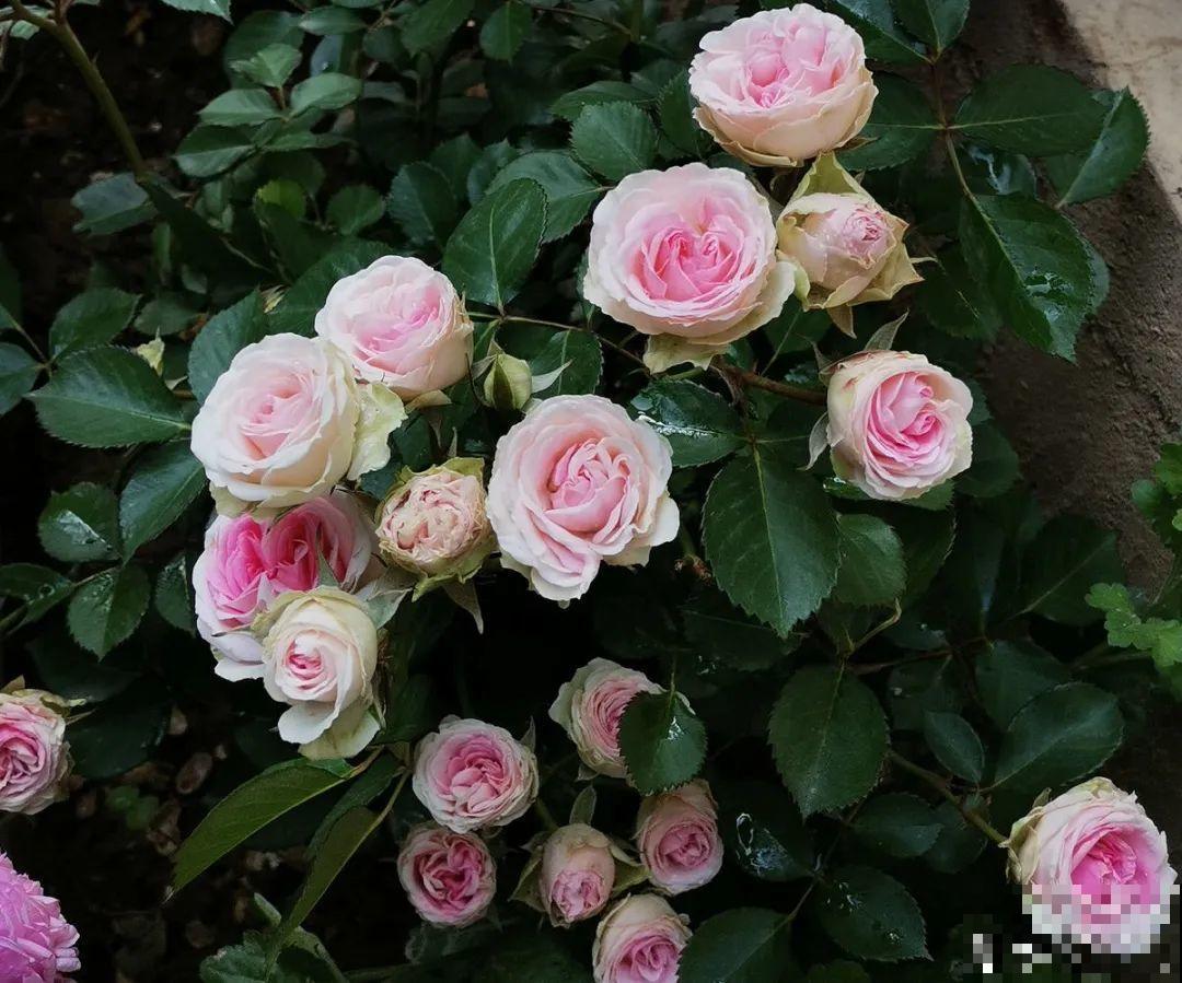 9种花，天热也要施肥，否则活不长，越养越差劲