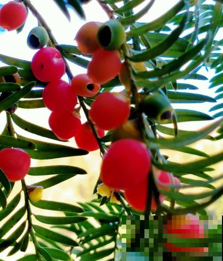 路边的野花别乱采,要是采到“国二”,可能会惹到麻烦 路边的野花别乱采,要是采到“国二”,可能会惹到麻烦