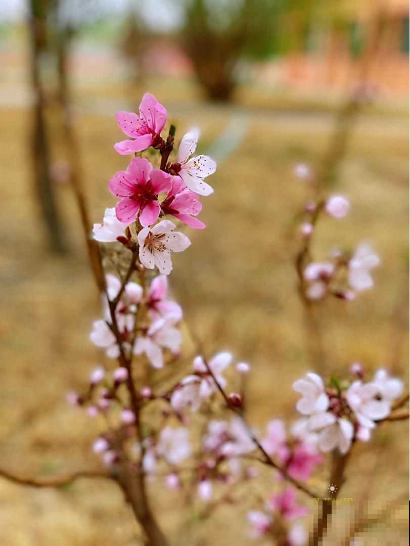吃桃季，院子还没种桃树的看过来，纯天然无公害