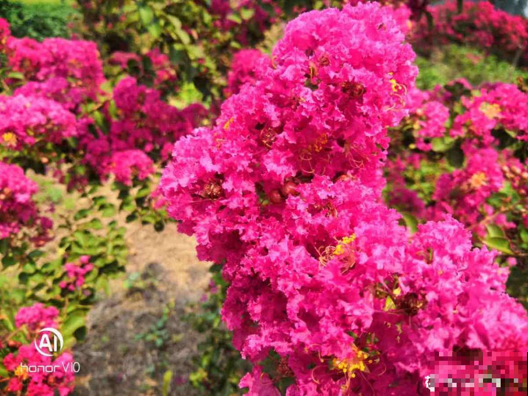 三伏天超美的10种花,妥妥的“开花楷模”,你养了几种? 三伏天超美的10种花,妥妥的“开花楷模”,你养了几种?