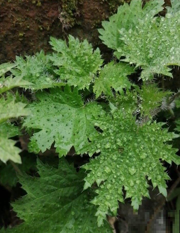 家门口长出这10种草,赶紧拔掉,不然会惹麻烦 家门口长出这10种草,赶紧拔掉,不然会惹麻烦