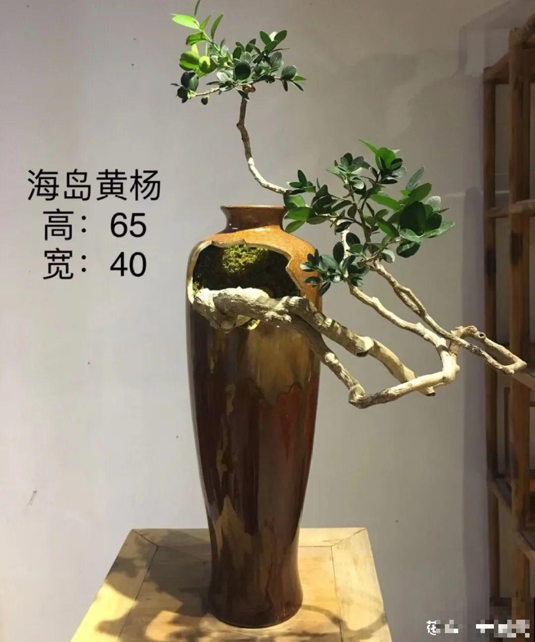 家里养8种花，独特有气质，还有满满安全感