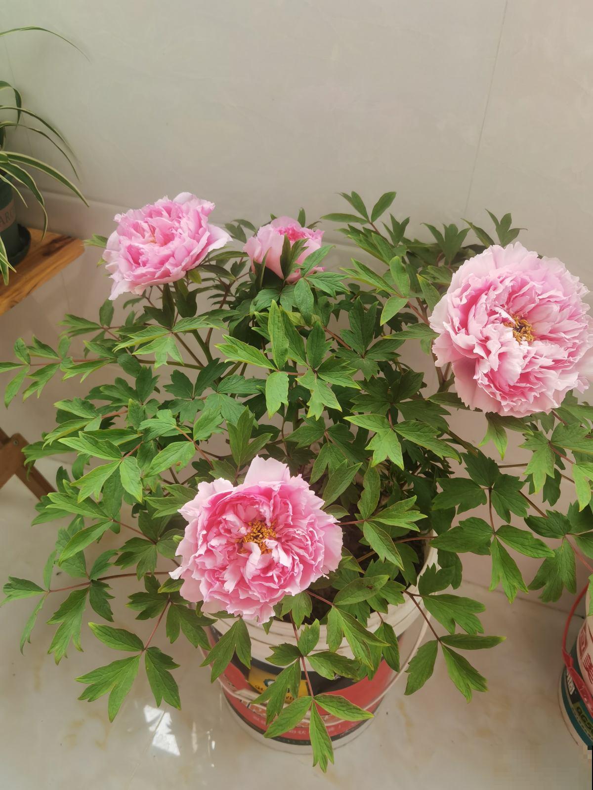 一枝独秀,看牡丹艳压群芳,分享5步牡丹养护方法 一枝独秀,看牡丹艳压群芳,分享5步牡丹养护方法