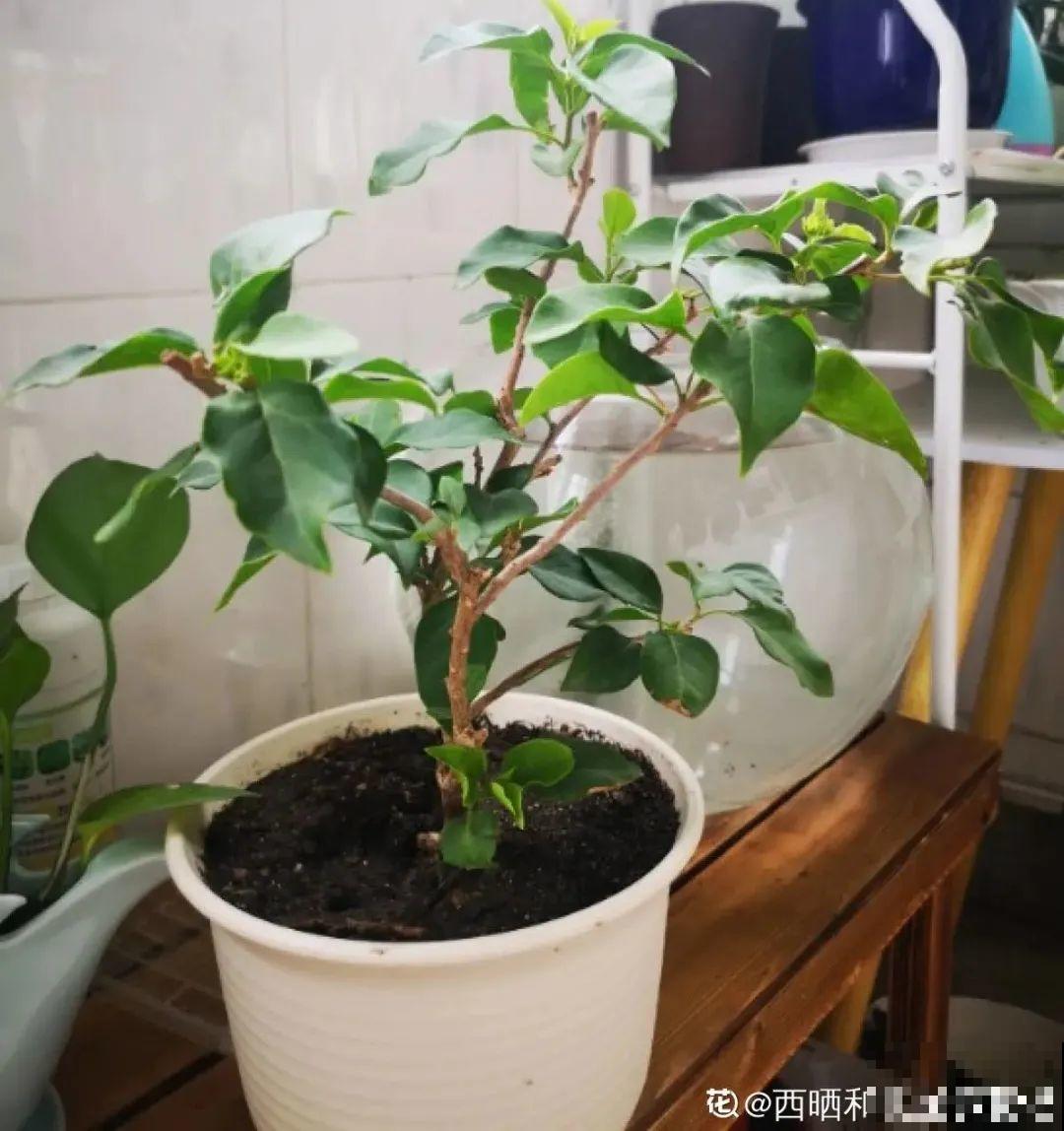 三角梅剪 一剪，搬出去晒晒，呼呼爆花