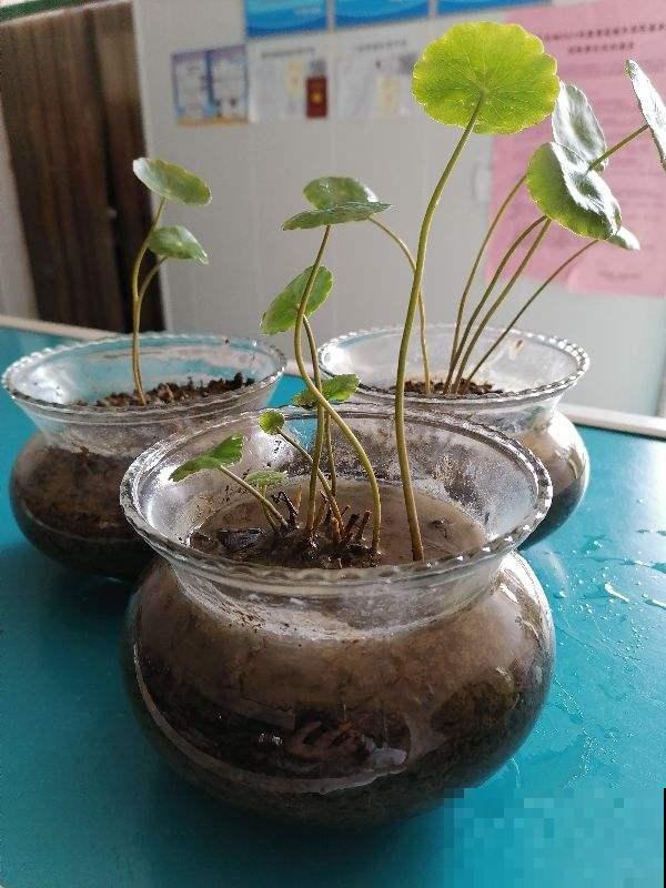 铜钱草喜水,水培铜钱草却不如土培,为啥? 铜钱草喜水,水培铜钱草却不如土培,为啥?
