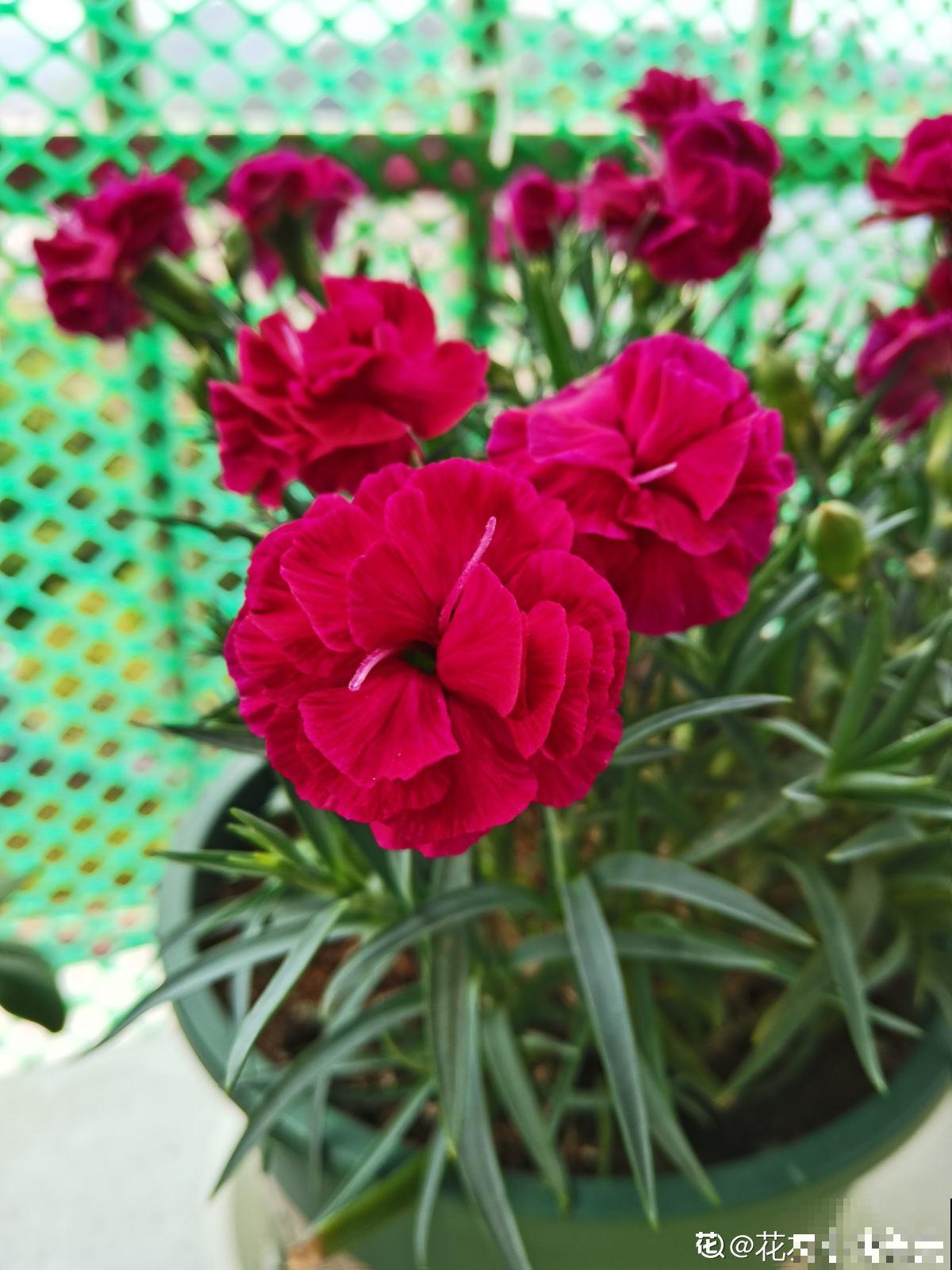 教师节来临，准备这8种花，陪老师温暖过节