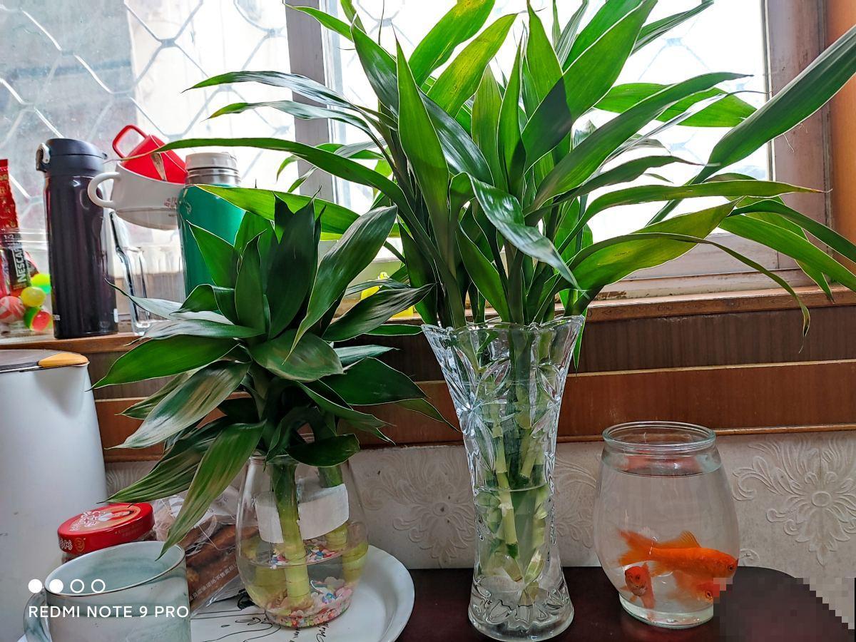 夏天室外养花，不能随心所欲，不然容易烂根又晒伤