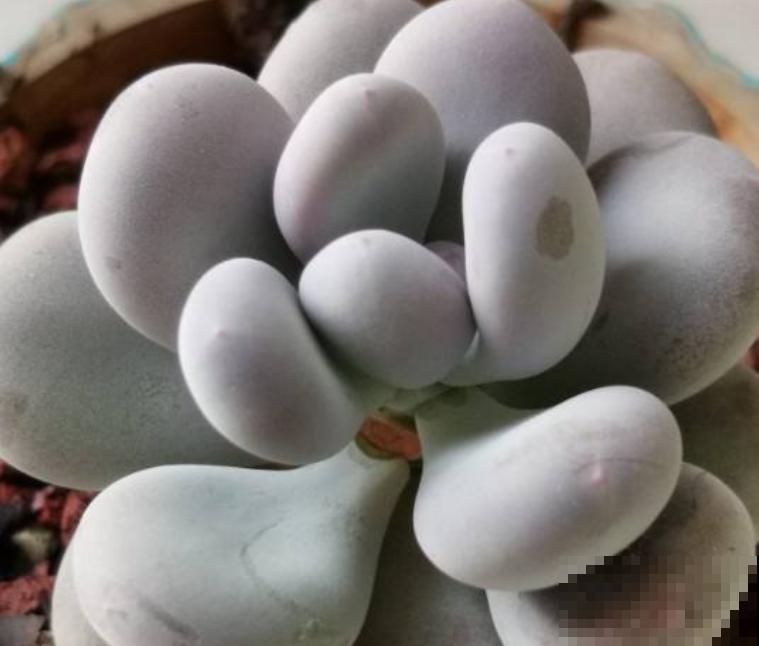 夏天不适合大量购买多肉,但这3种物件,缺一不可 夏天不适合大量购买多肉,但这3种物件,缺一不可