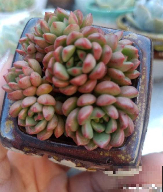 红宝石由绿变红,只需注意这5点,从众多肉中脱颖而出 红宝石由绿变红,只需注意这5点,从众多肉中脱颖而出