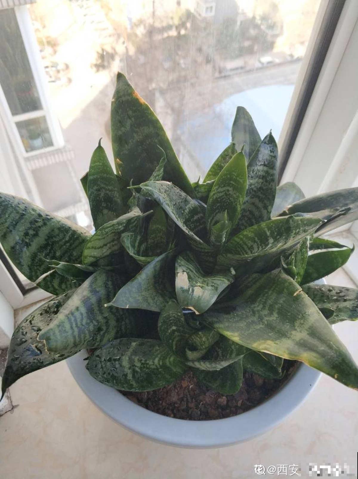 需要“穷养”的3种花，盆越小，水越少，长得越壮实