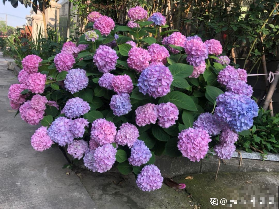 天热要修剪的花，不剪死得快，活不过夏天