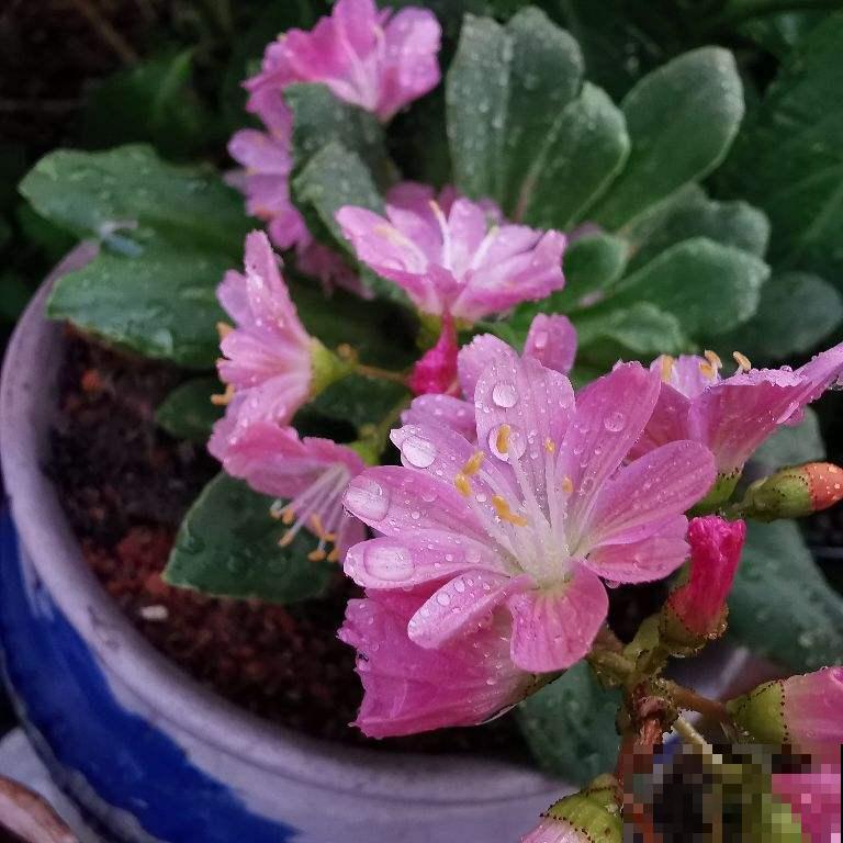 夏天超过30℃，再不给花降温，全都热死了