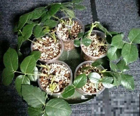 6月份扦插，选好合适的植物品种，沾土、泡水都能活