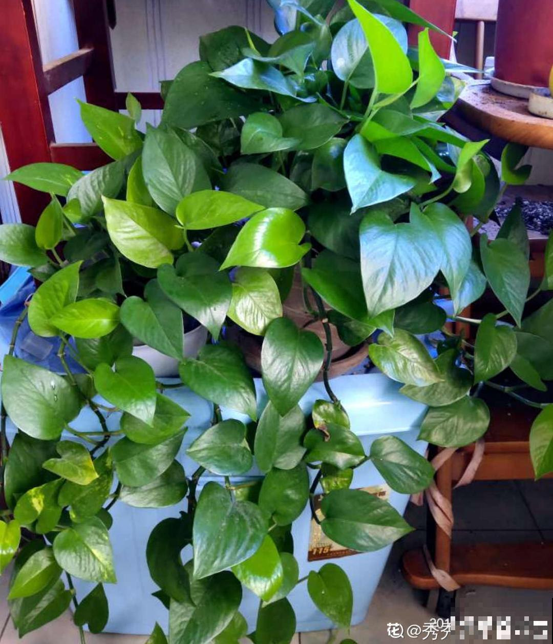 吊兰喝点淘米水，长成“爆炸头”，旺的不得了