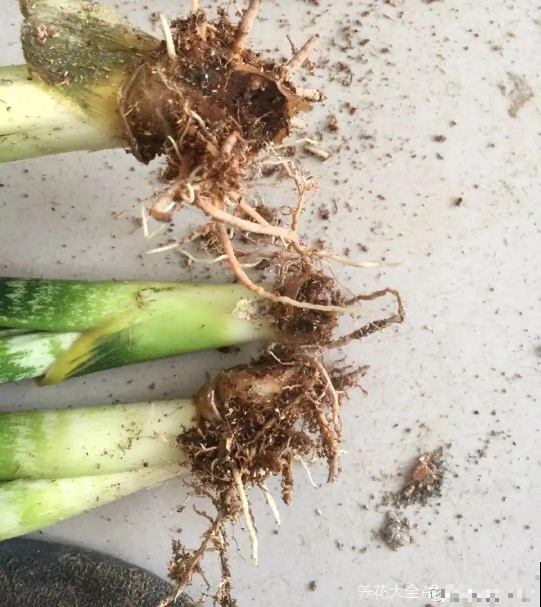 平时的“贵货花”,路边扔了一卡车,赶紧捡回家 平时的“贵货花”,路边扔了一卡车,赶紧捡回家