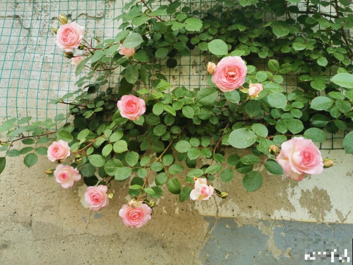 养月季单株不过瘾，简单做好5步，满墙都是月季花