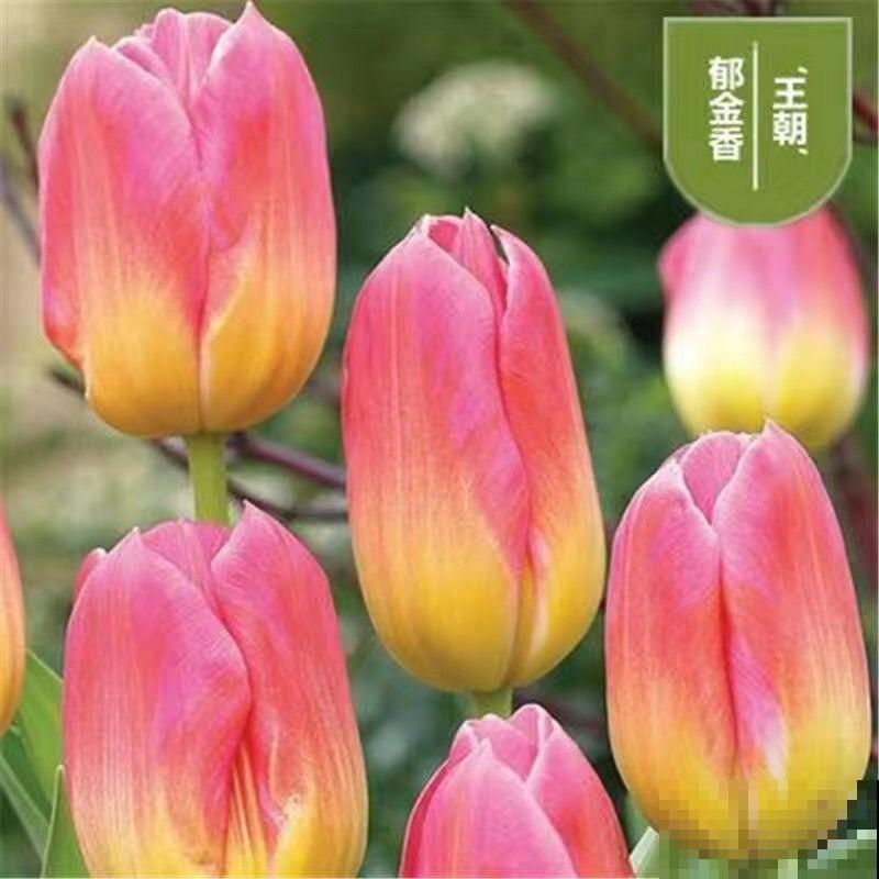 路边的野花不要采:这4种路边花,好看却不可触碰! 路边的野花不要采:这4种路边花,好看却不可触碰!