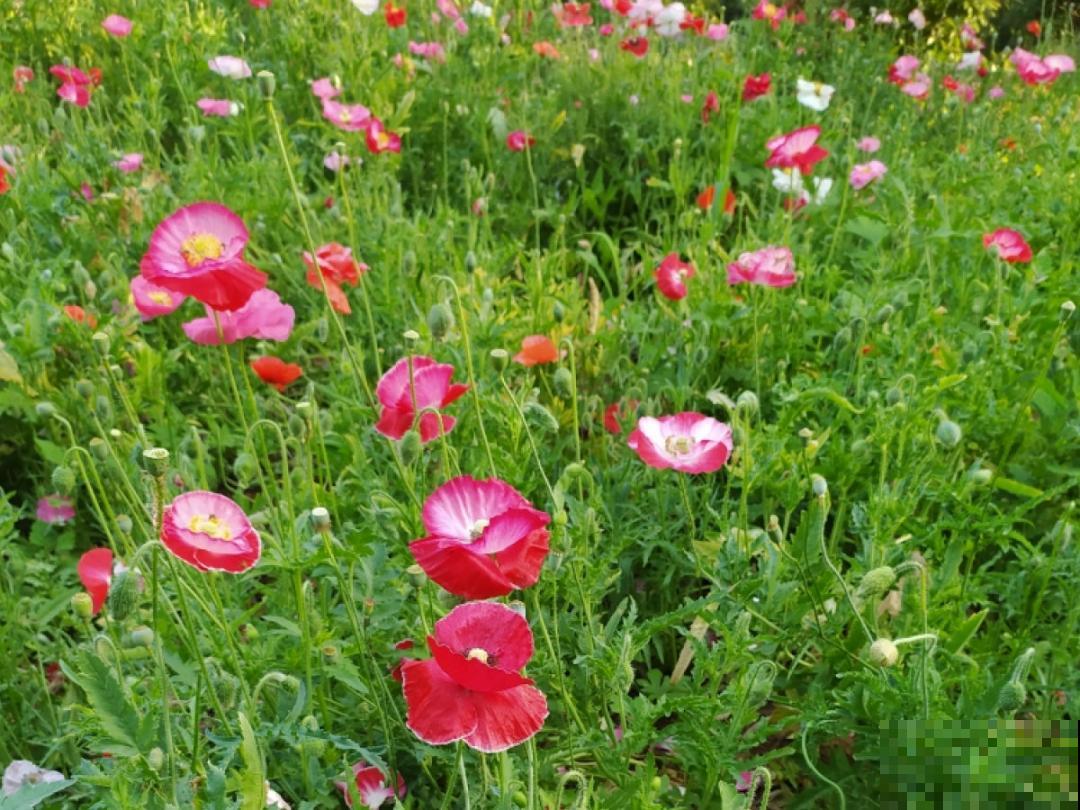 播种时间到,立秋后撒下去,冬春就开花 播种时间到,立秋后撒下去,冬春就开花