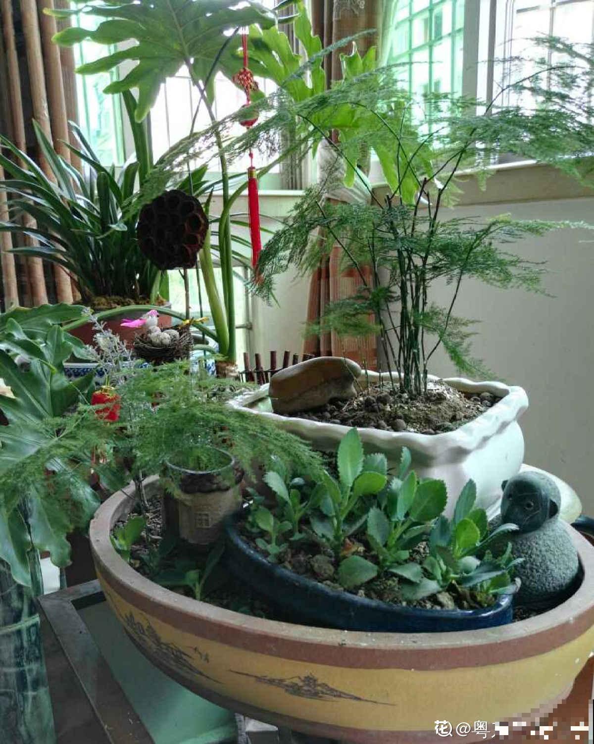 室内明明很凉快，怎么植物还枯萎？做好室内养护，植物安稳过夏天