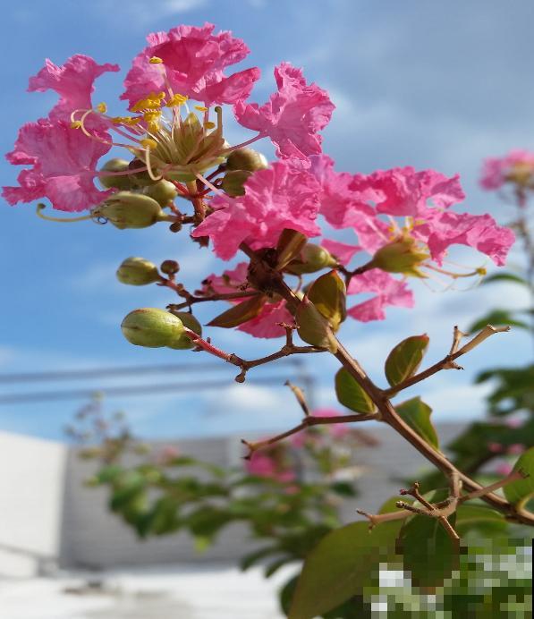秋天是养花新高峰,院子赶紧种上4种花,美得像幅画 秋天是养花新高峰,院子赶紧种上4种花,美得像幅画