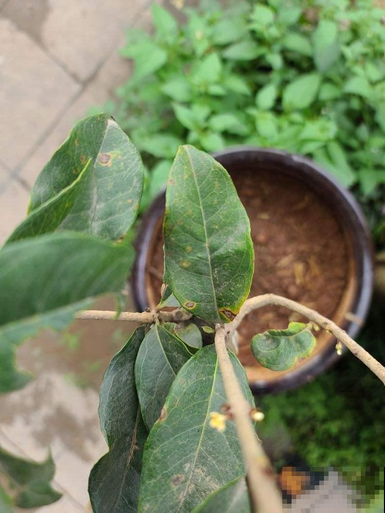 下周入伏,花卉进入渡劫期,这5条养护技巧需掌握 下周入伏,花卉进入渡劫期,这5条养护技巧需掌握