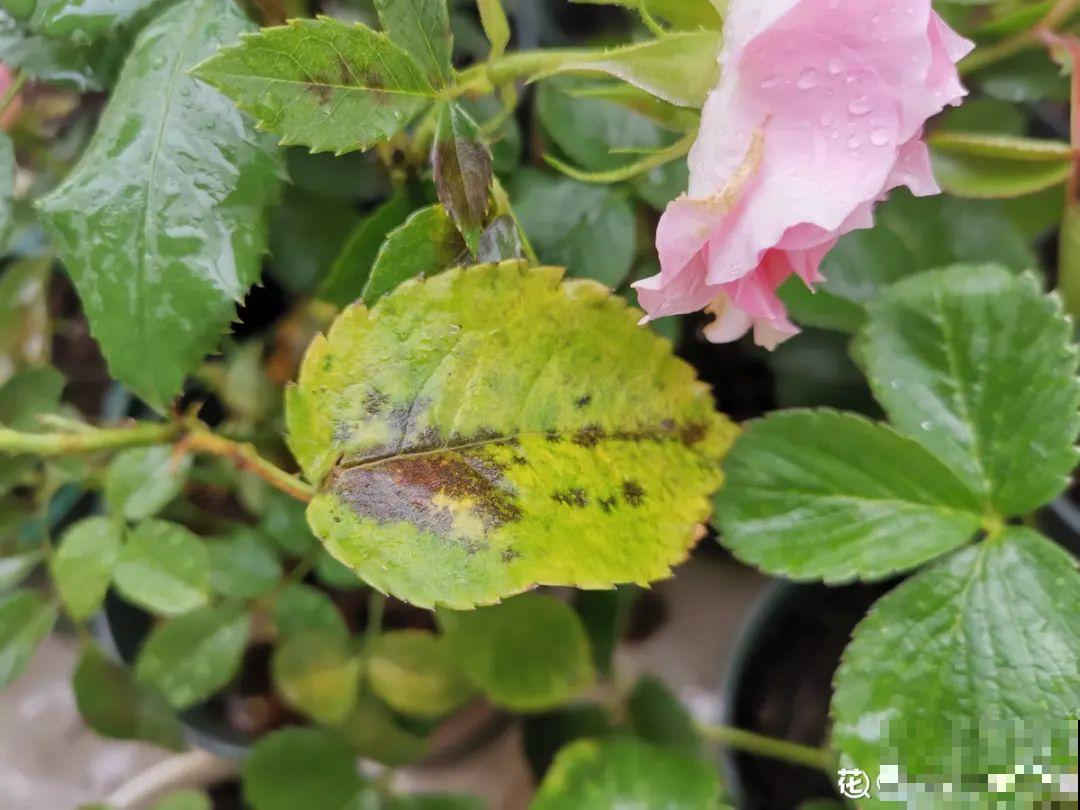 百合开花后，养分消耗太大，补充肥料是关键