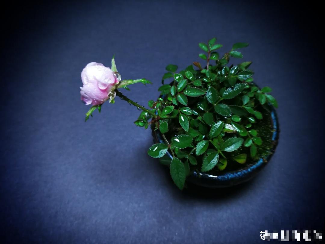 10种花，一天不见水就萎缩，狂补水就对了！