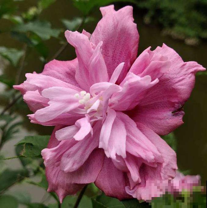 新手养花，记住“4个有”，养活植物没问题