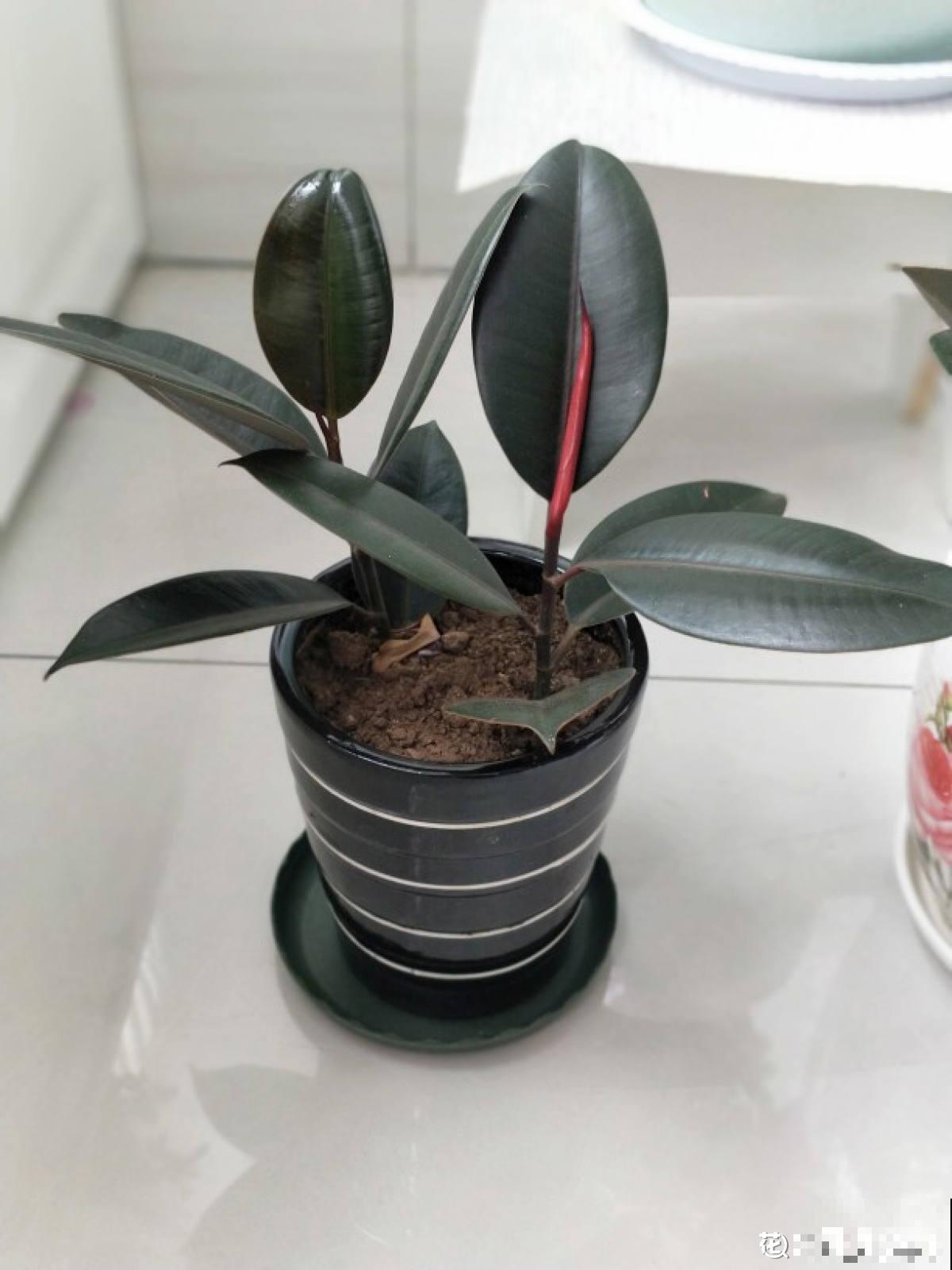 3种大叶子花，有人说“招鬼”有人说“招财”，到底是什么说法？