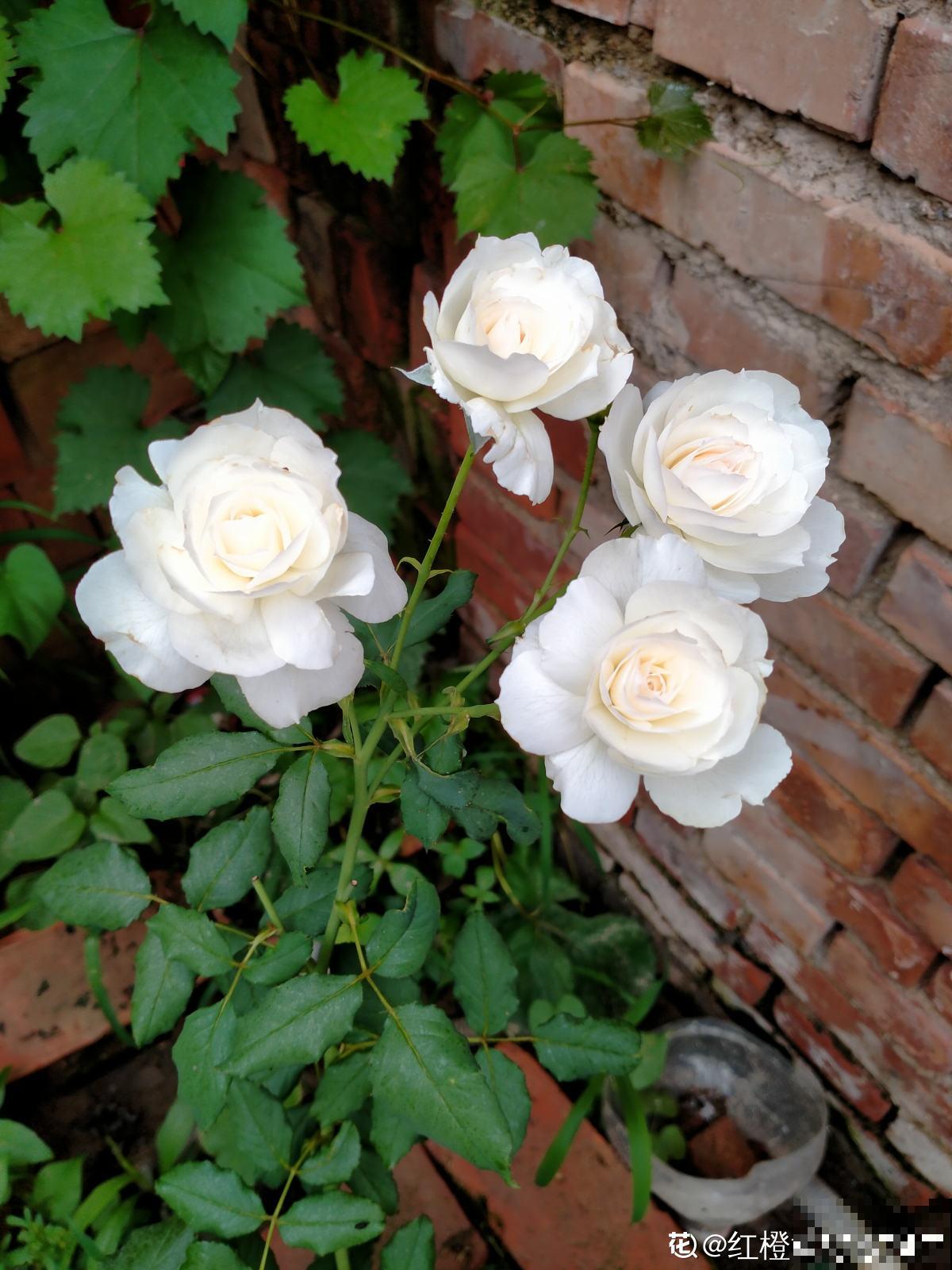 没有花的天台不完整,种这3种花,天台秒变“空中花园” 没有花的天台不完整,种这3种花,天台秒变“空中花园”