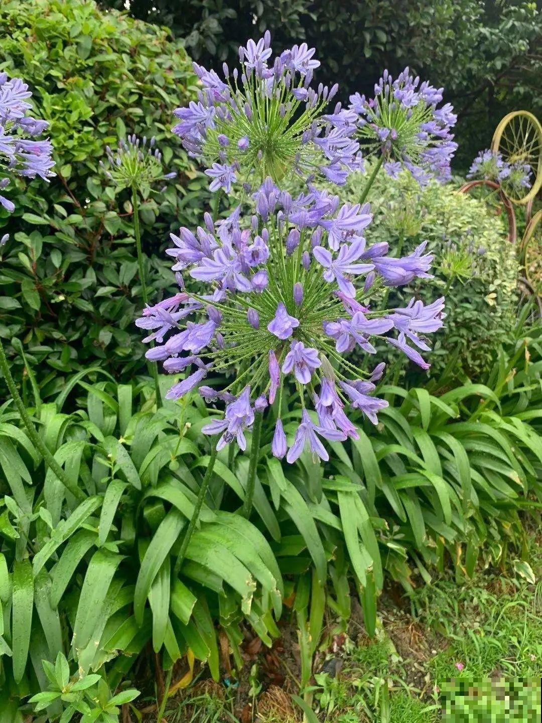 仙气飘飘的花，颜值高、花期长，养一盆不亏