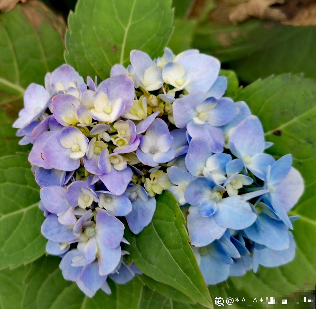 夏天的绣球花,下雨后搬出去,淋雨长更旺 夏天的绣球花,下雨后搬出去,淋雨长更旺
