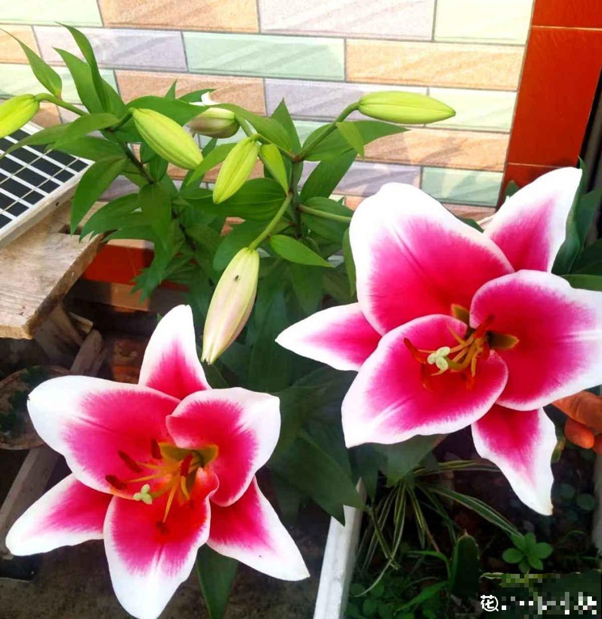 因为一盆花，丈夫和我大吵一架，爱花香有什么错