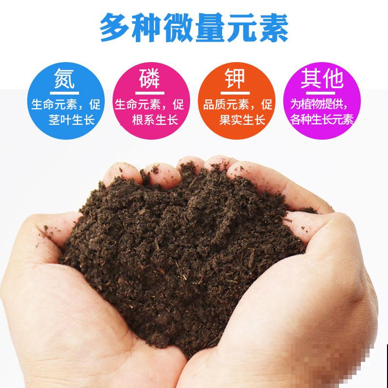 家里养花长不好？看好5个要点，小白也能把花养好看