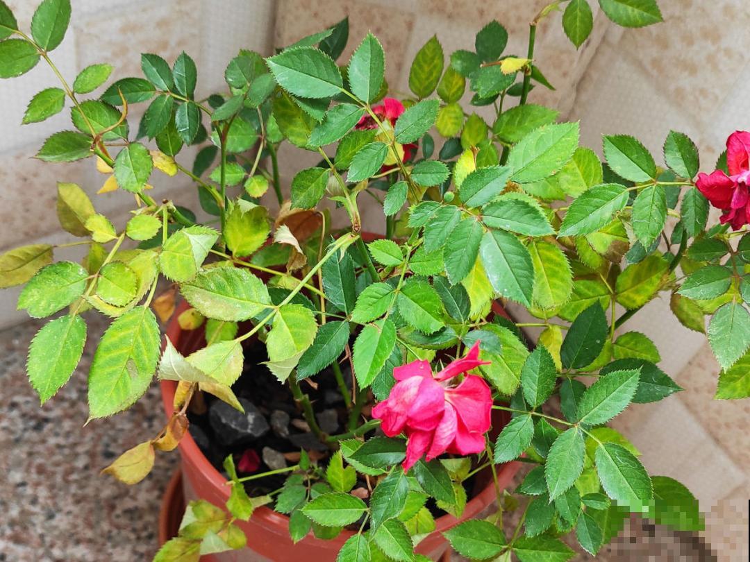 养花“黑名单”实在太难养，心累