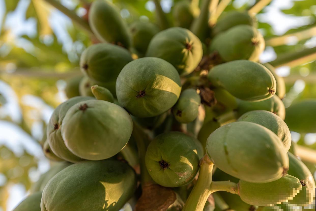 羊角瓜秧怎样打叉？