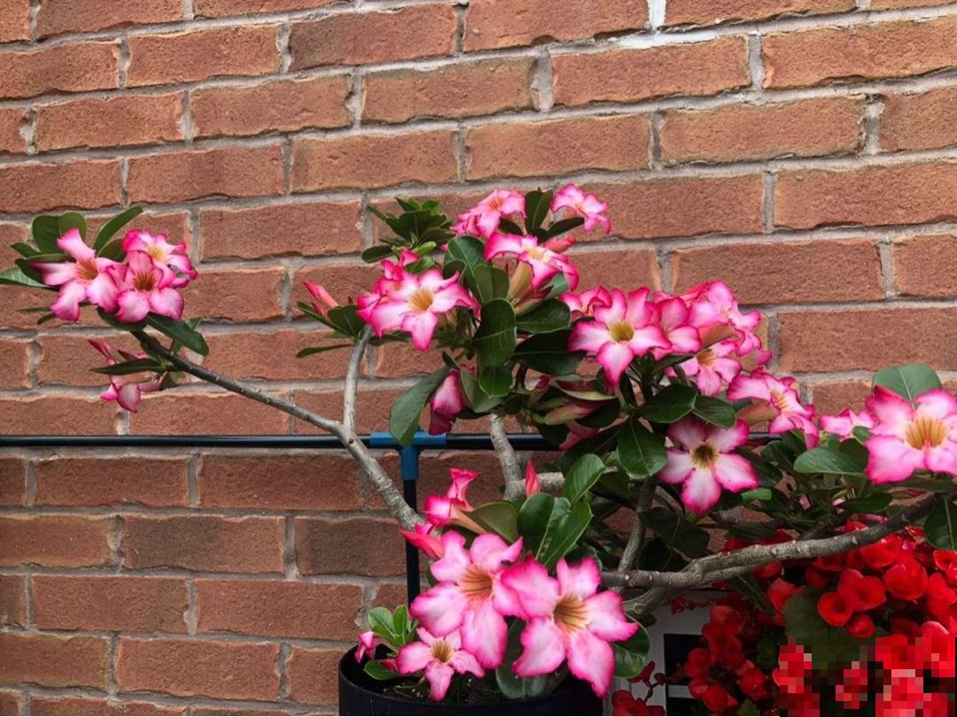 4种花喜欢恶劣环境，环境越差，长势反而更旺