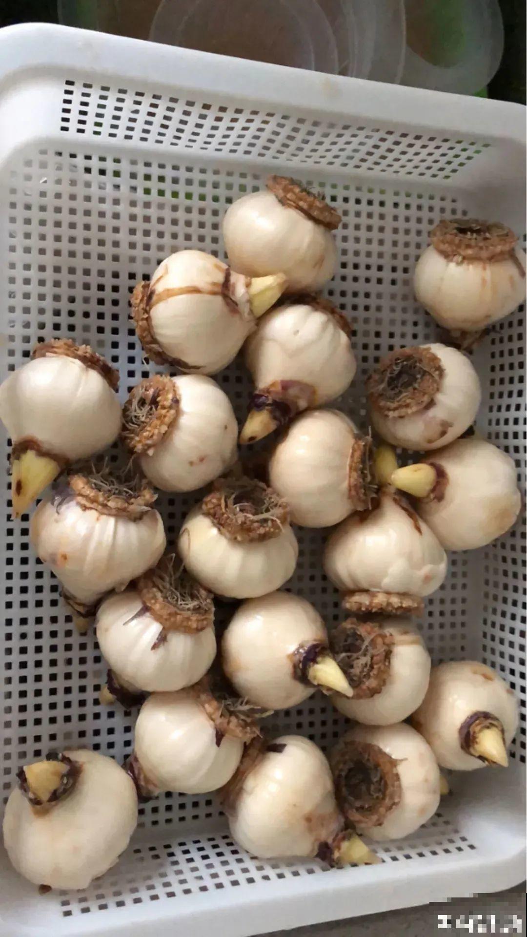 土里种个“洋葱球”,开出美艳花,香味飘满屋 土里种个“洋葱球”,开出美艳花,香味飘满屋