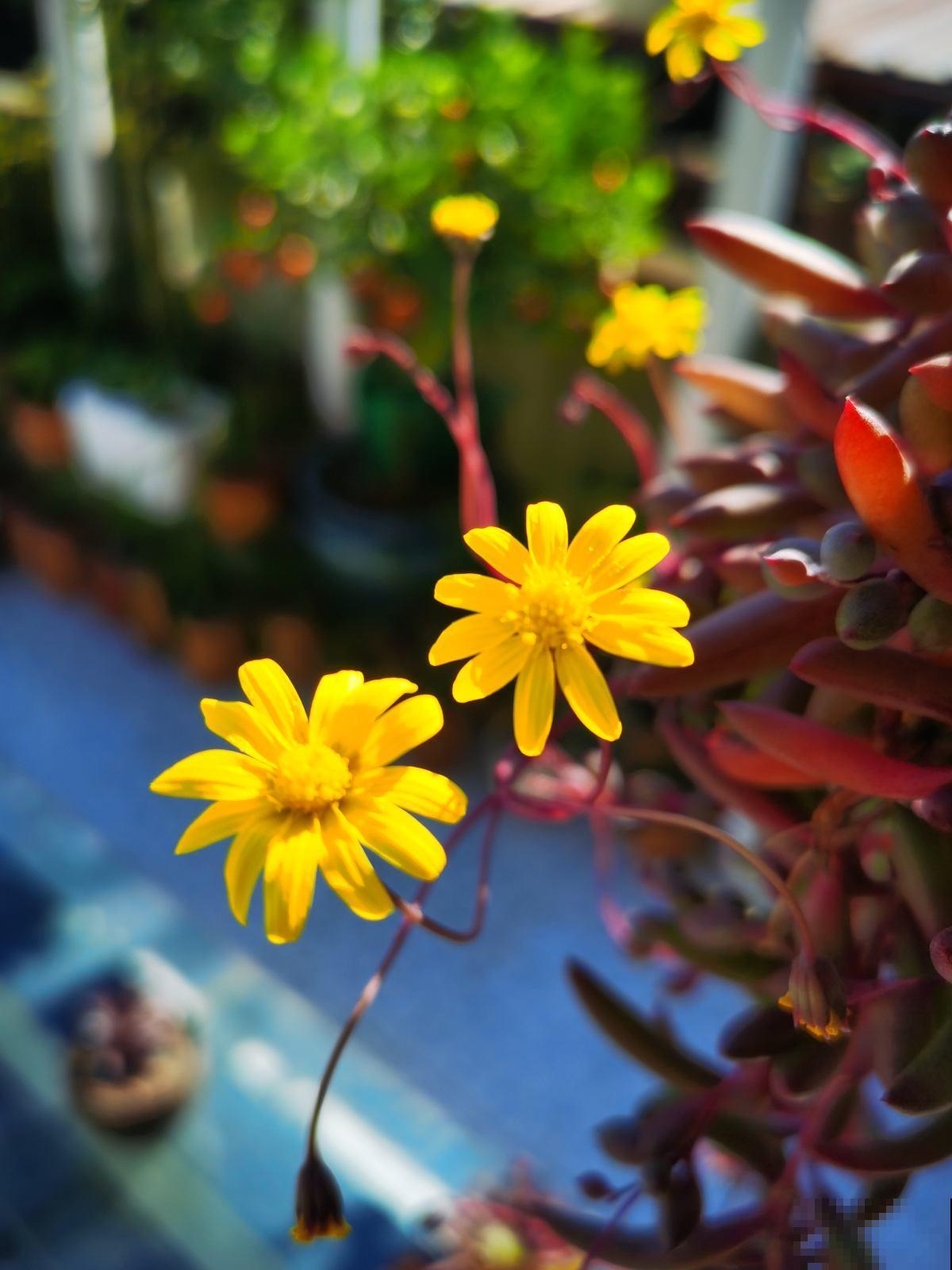 按你的生日那天看，你的幸运花是什么？（下）