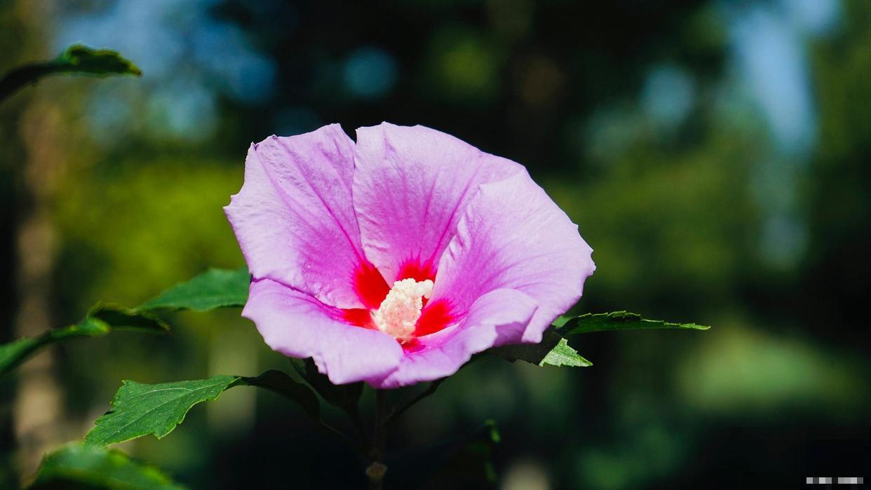 好看能吃的木槿花，多晒晒长得旺，花开的比拳头大